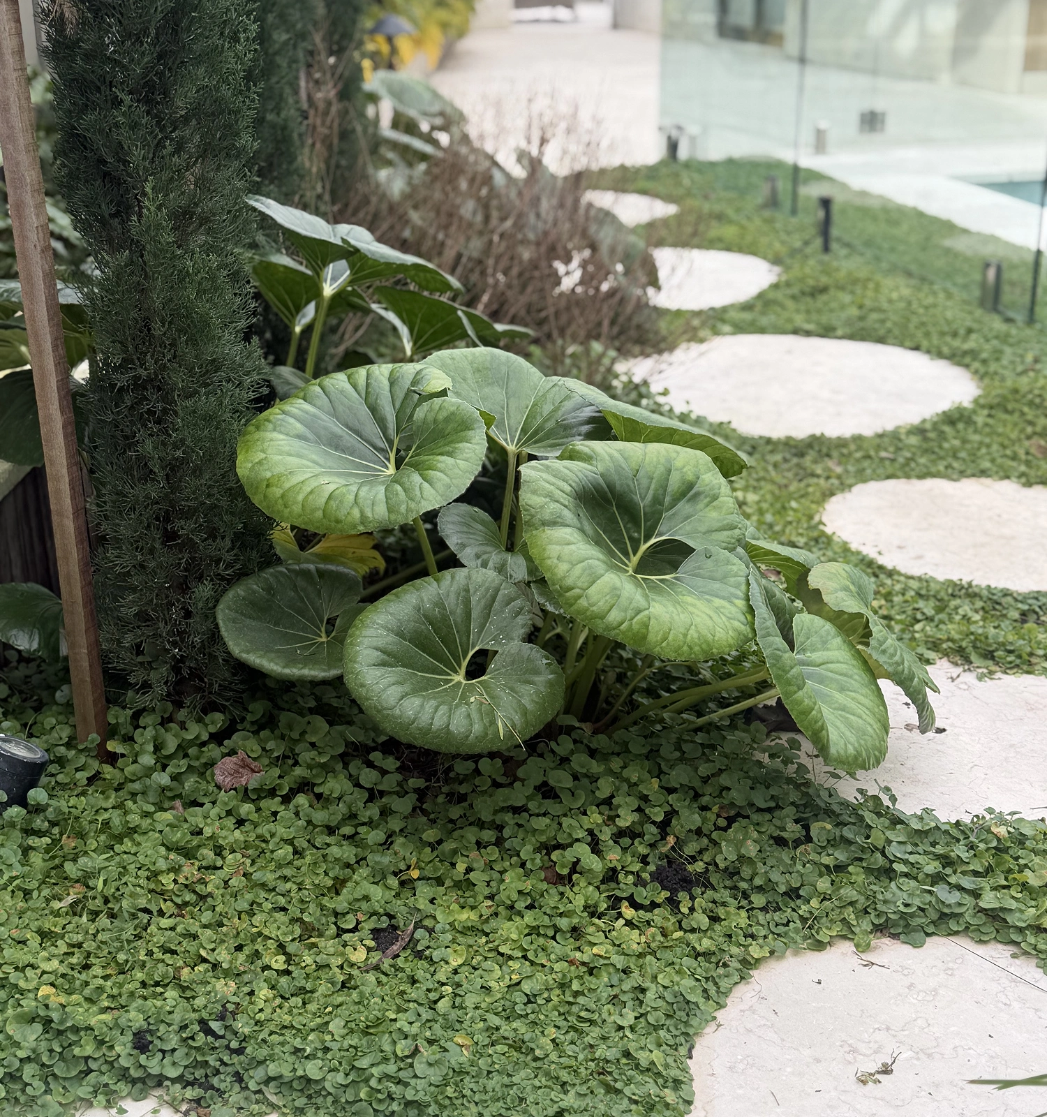 garden