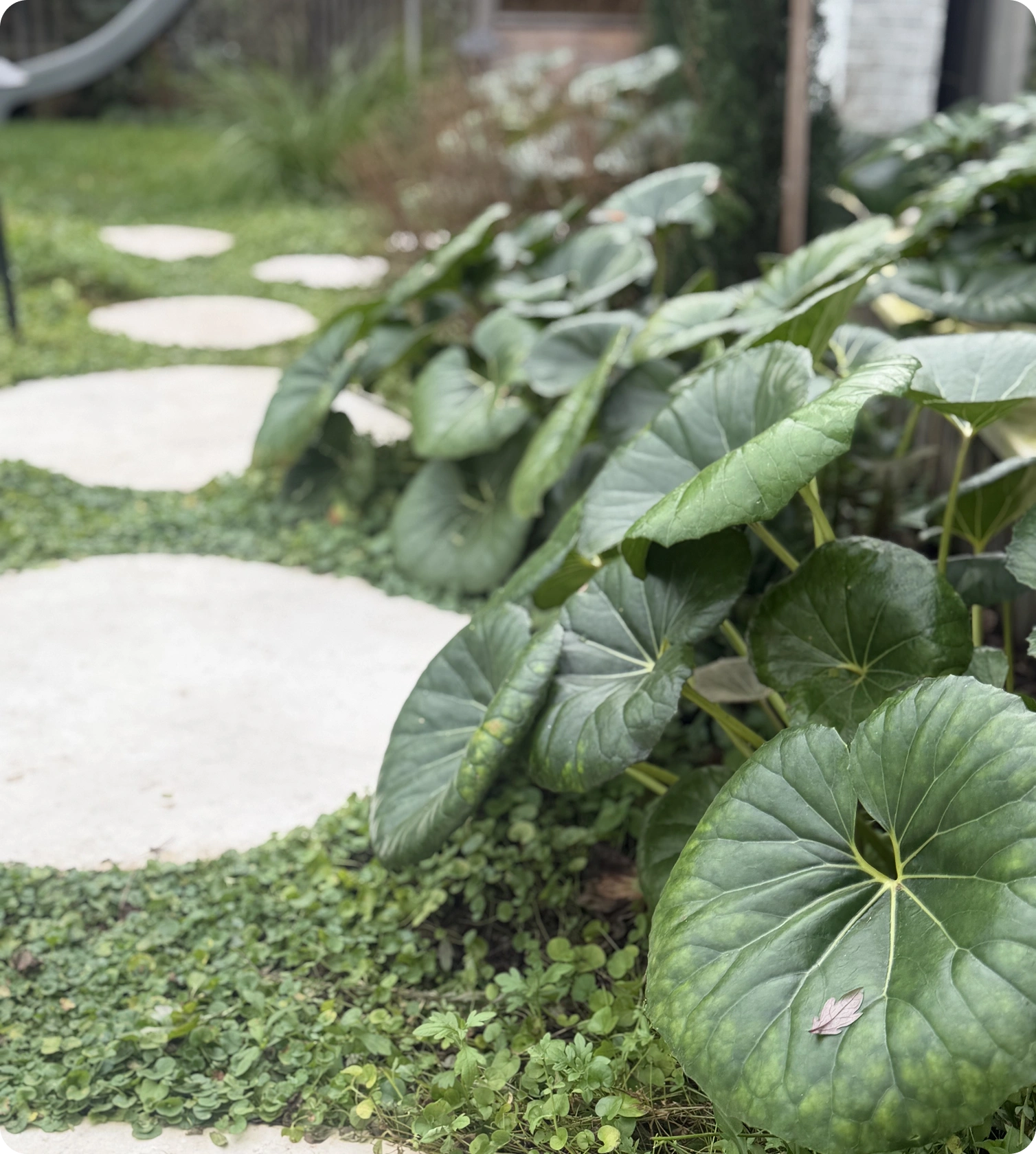 Gardens & Planting